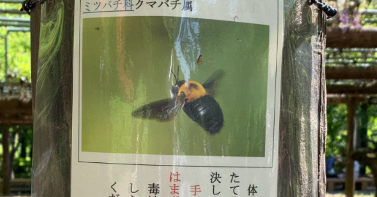 実は怖くない クマバチについて知っておきたいこと Chietoku Jp